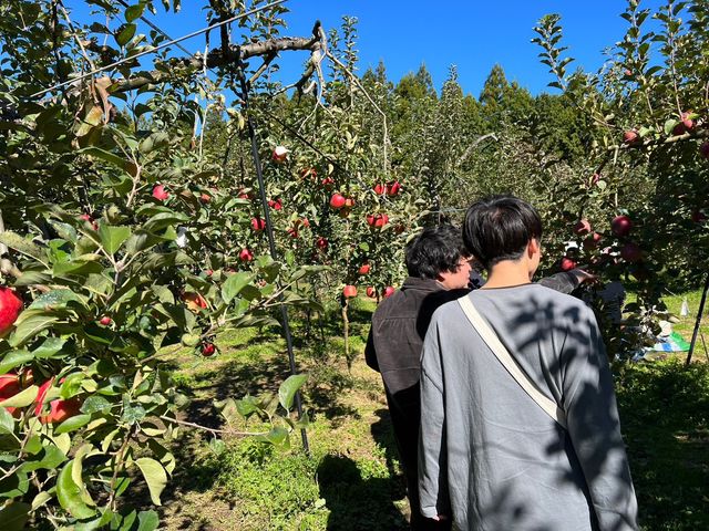 りんご狩り体験_山本農園