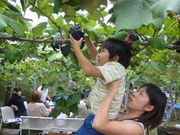 紫波観光ぶどう園の写真1