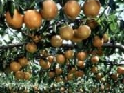 梨・リンゴ狩り(佐藤果樹園)の写真1