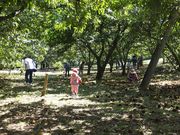 たいら栗園の写真3