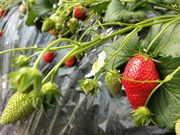 八木原農園の写真2