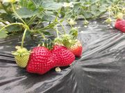 八木原農園の写真3