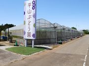 平山ぶどう園の写真4