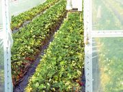 小曲町いちご狩りの写真2