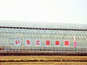 小曲町いちご狩りの写真3