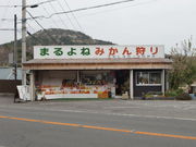伊東温泉甘夏みかん狩りの写真1