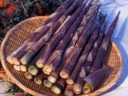 竹の子狩りの写真1