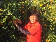 井川みかん園の写真4