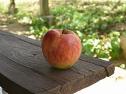 小石川観光りんご園の写真2