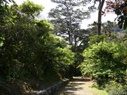 辺戸蔡温松並木保全公園(散策路)の写真1