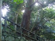 辺戸蔡温松並木保全公園(散策路)の写真2