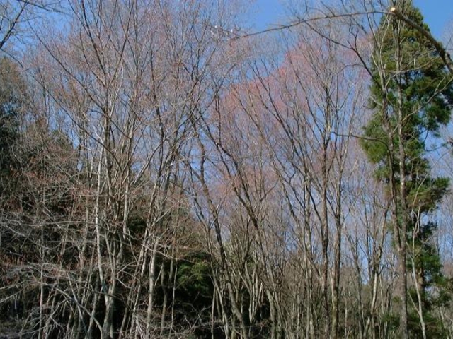 ハナノキ自生地(千旦林)の写真1