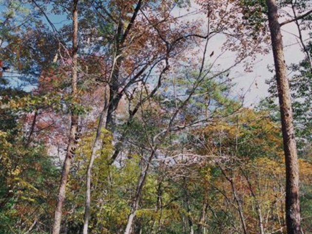 越原ハナノキ自生地の写真1