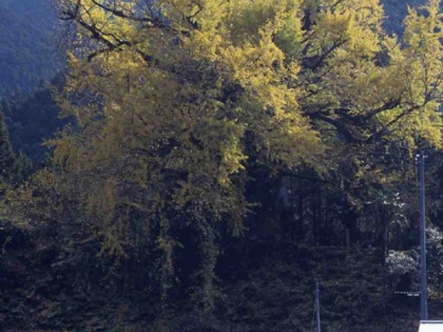 黒俣の大イチョウの写真1