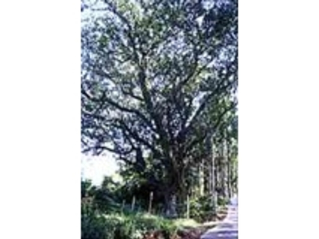 黒俣の大ヒイラギの写真1