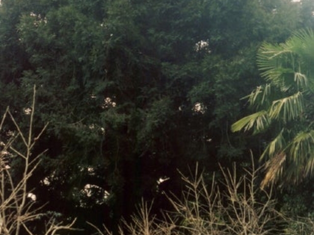 上相賀の大カヤの写真1