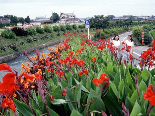 栃山川堤防のカンナの写真1