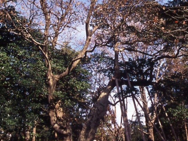 かぶと塚のクロガネモチの写真1