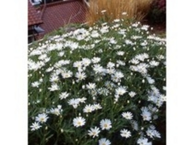 伊浜のマーガレットの写真1