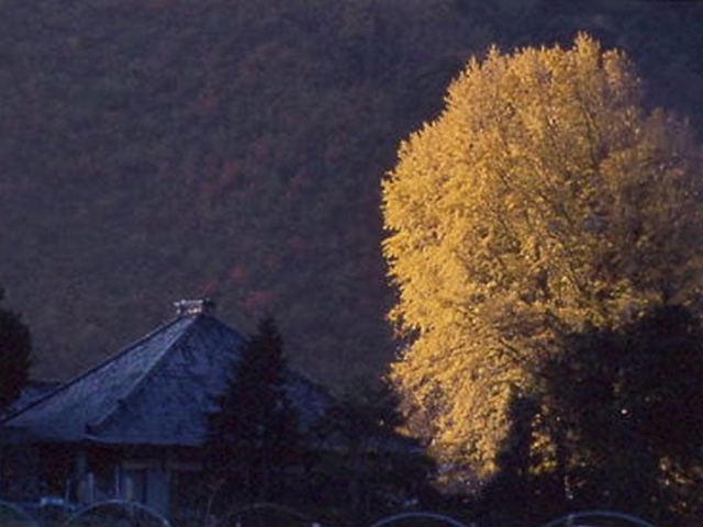 永明寺のイチョウの写真1