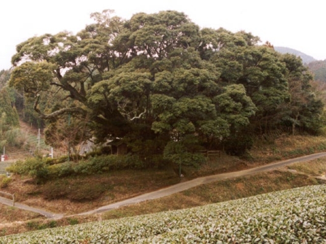 安田の大シイの写真1