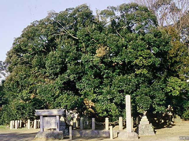 神明社の大シイの写真1
