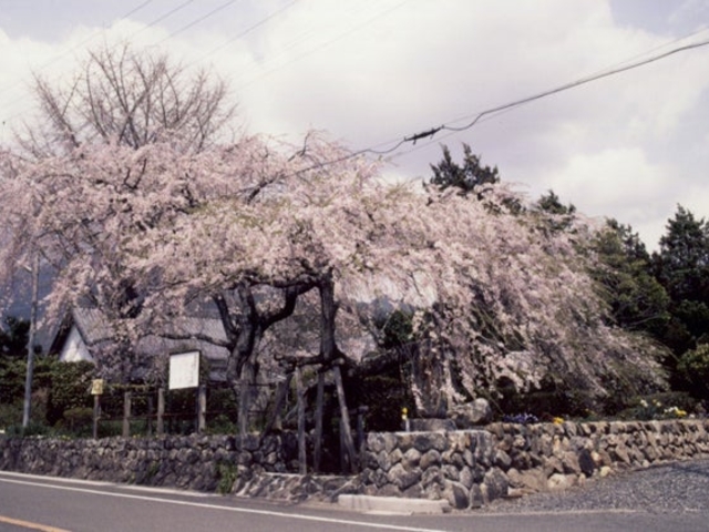 宝円寺の枝垂桜の写真1