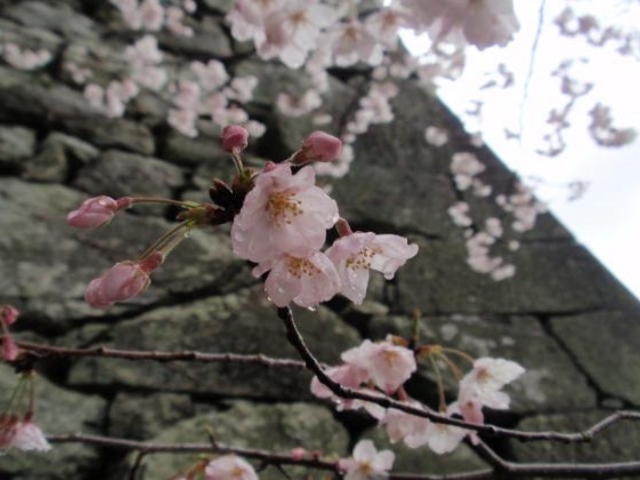 松坂城跡(松阪公園)の桜