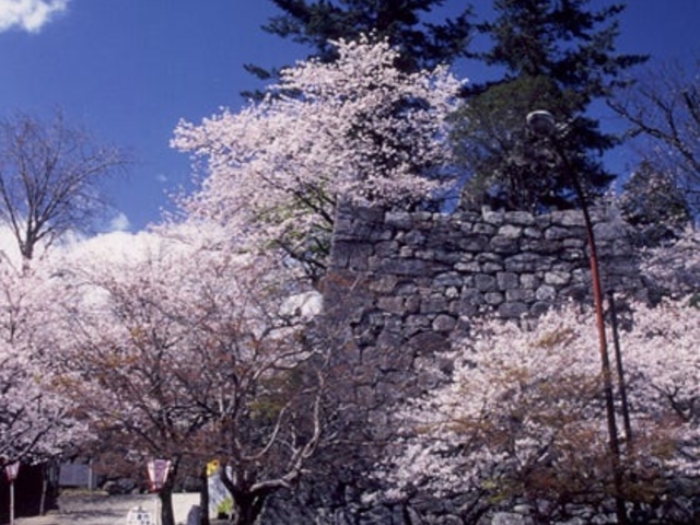 松坂城跡(松阪公園)の桜