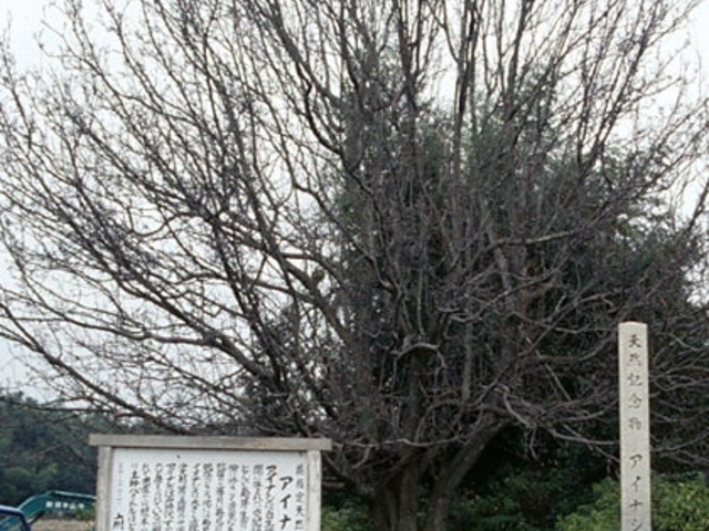 府南寺のアイナシの写真1