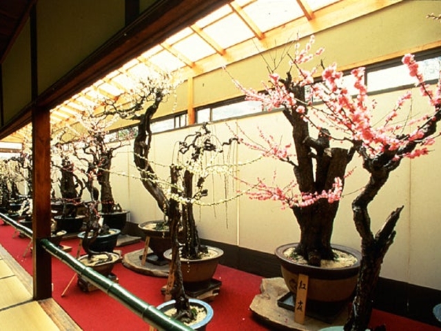 魚半楼の盆梅の写真1