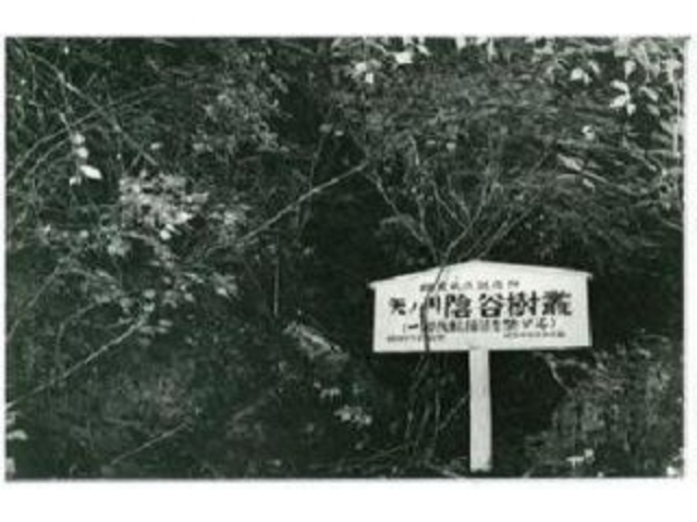 矢ノ川陰谷樹叢の写真1