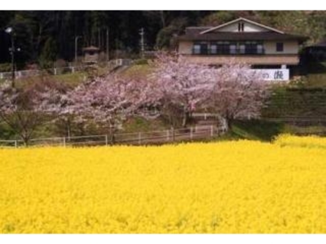 榊原温泉の桜
