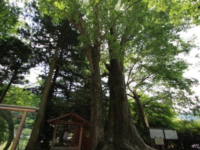 国津神社の大ケヤキ