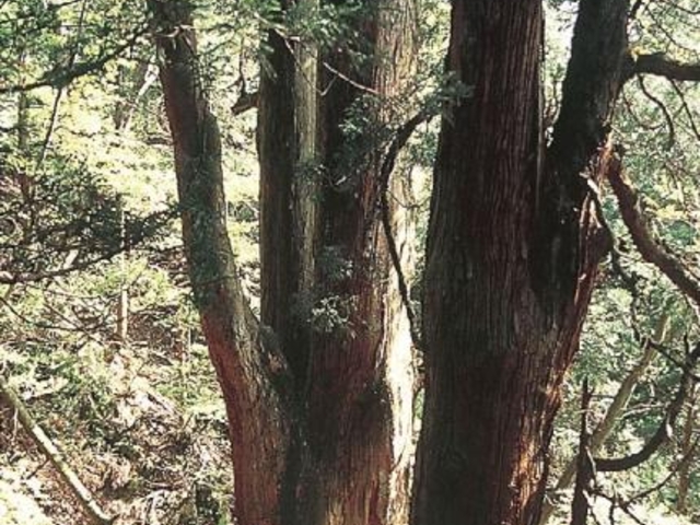 多賀大社神木(三本杉)の写真1