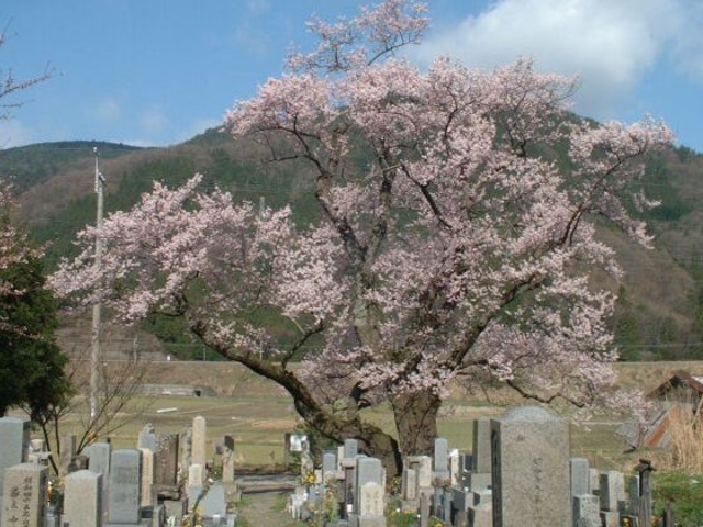 清水の桜_清水の桜