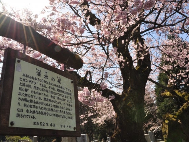 清水の桜_清水の桜