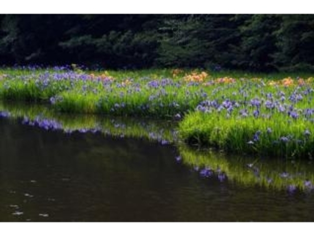 平池のカキツバタ_平池のカキツバタ