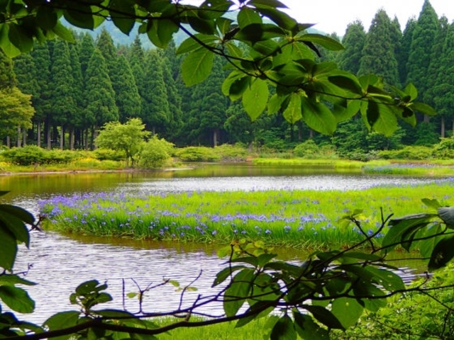 平池のカキツバタ_平池のカキツバタ