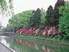 駿府城公園のツツジの写真1