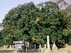 神明社の大シイの写真1