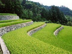 深野のだんだん田の写真1