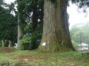 村山浅間神社の大スギの写真1