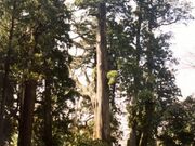 村山浅間神社の大スギの写真2