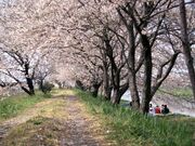 栃山川堤防の桜の写真1