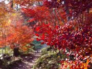 どうだん原のどうだんつつじの紅葉の写真1