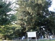 北浜の大カヤノキの写真1