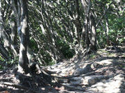 ウバメガシの写真1