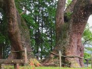 夫婦クスの写真1