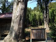 津島神社の五本杉の写真3
